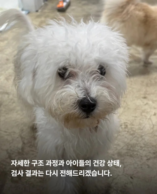 마포구 불법 신종 펫숍 현장 사진