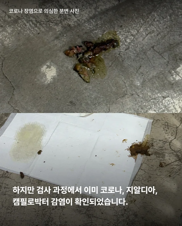 마포구 불법 신종 펫숍 현장 사진