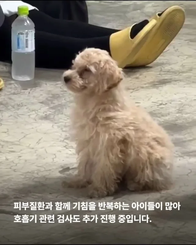 마포구 불법 신종 펫숍 현장 사진