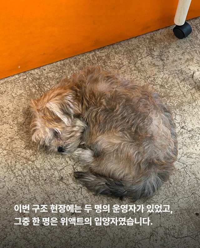 마포구 불법 신종 펫숍 현장 사진