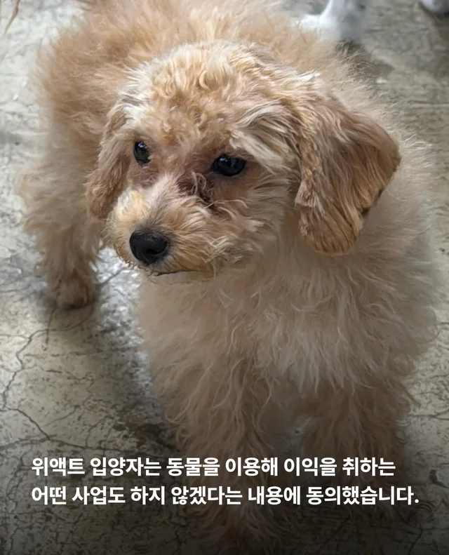 마포구 불법 신종 펫숍 현장 사진