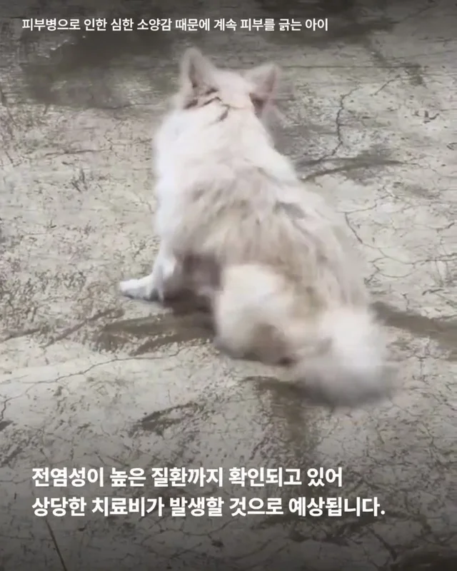 마포구 불법 신종 펫숍 현장 사진