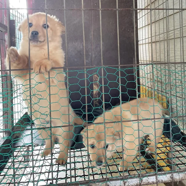 인제군보호소 현장 사진