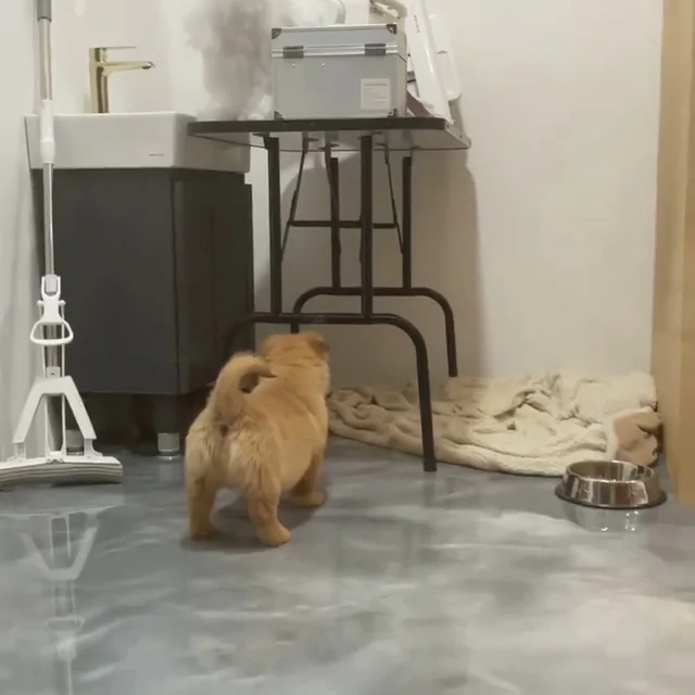 인제군보호소 현장 사진