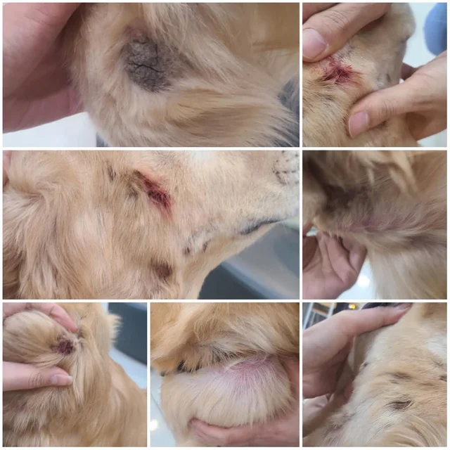 인제군보호소 현장 사진