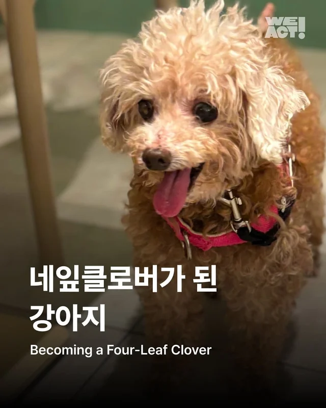네잎클로버가 된 강아지 현장 사진