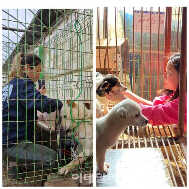 "안락사 만은..." 손 내민 홍성 동물보호소...국내 최.. 보도 사진