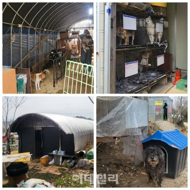 "안락사 만은..." 손 내민 홍성 동물보호소...국내 최.. 보도 사진