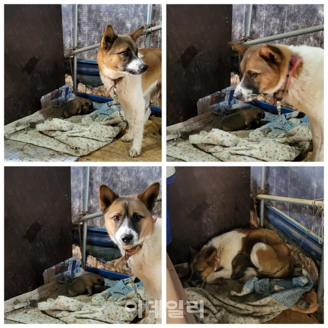 "안락사 만은..." 손 내민 홍성 동물보호소...국내 최.. 보도 사진