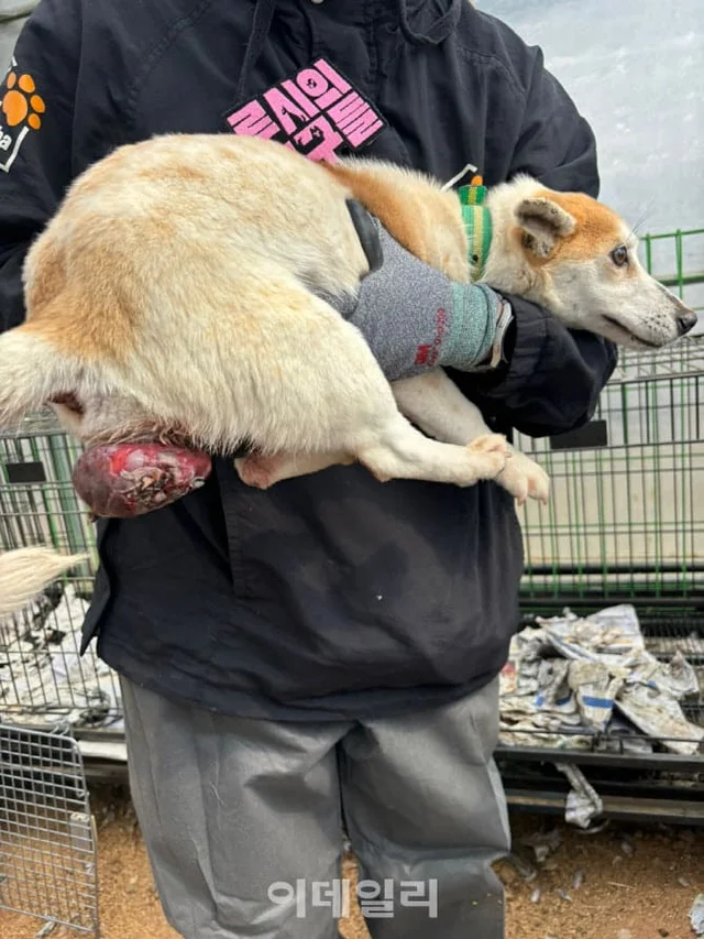 "안락사 만은..." 손 내민 홍성 동물보호소...국내 최.. 보도 사진