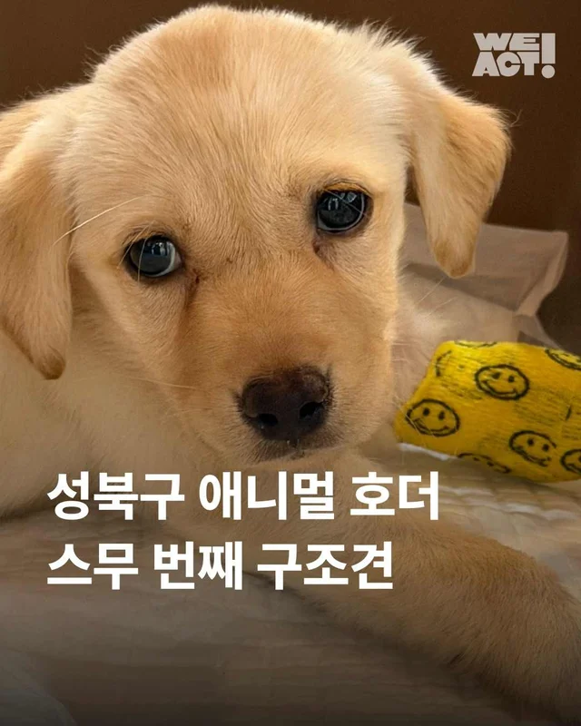 성북구 애니멀호더 현장 사진