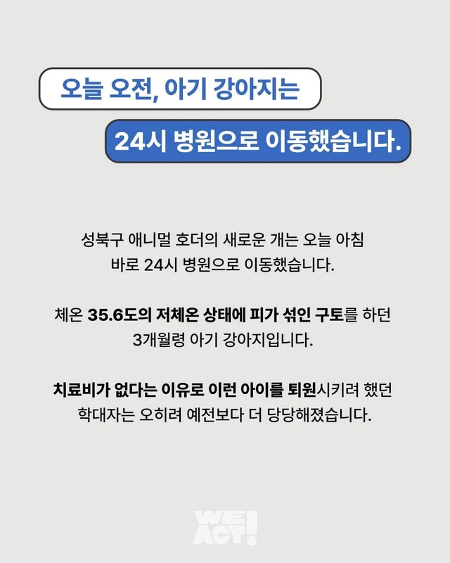 성북구 애니멀호더 현장 사진