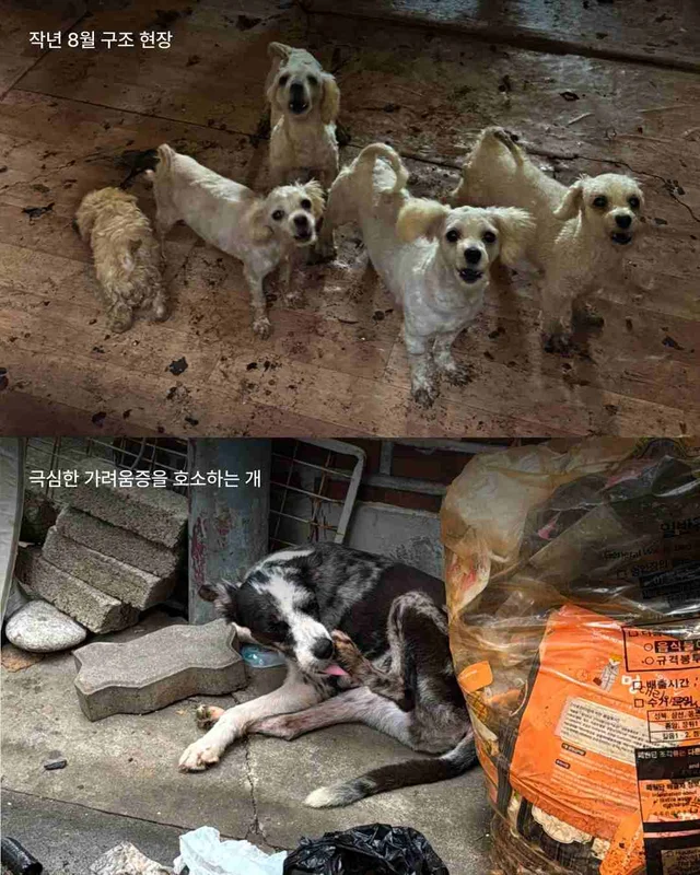 성북구 애니멀호더 현장 사진