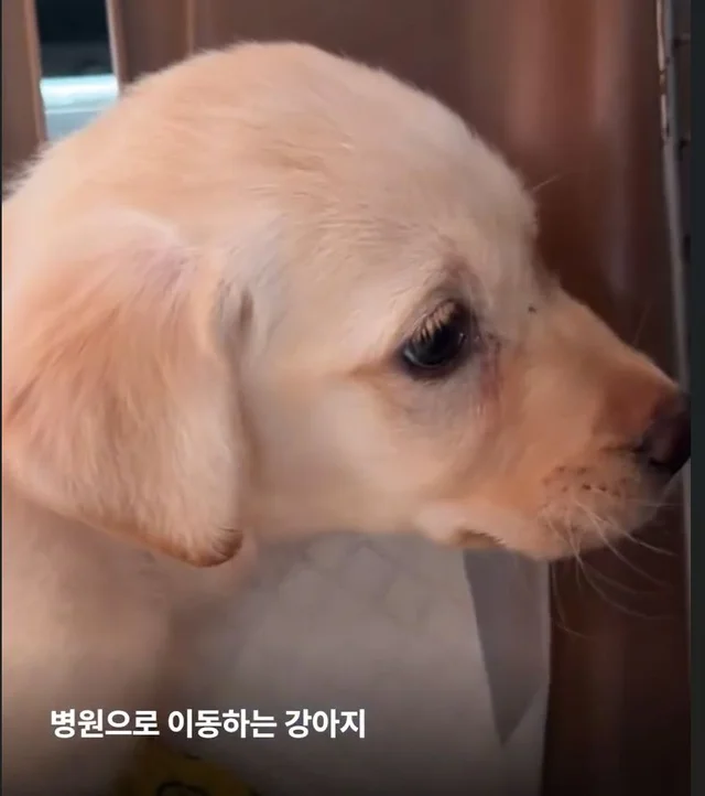 성북구 애니멀호더 현장 사진