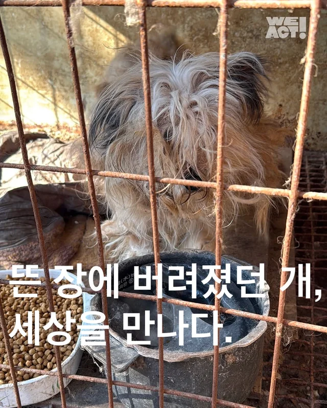 뜬 장에 버려졌던 개, 세상을 만나다. 현장 사진