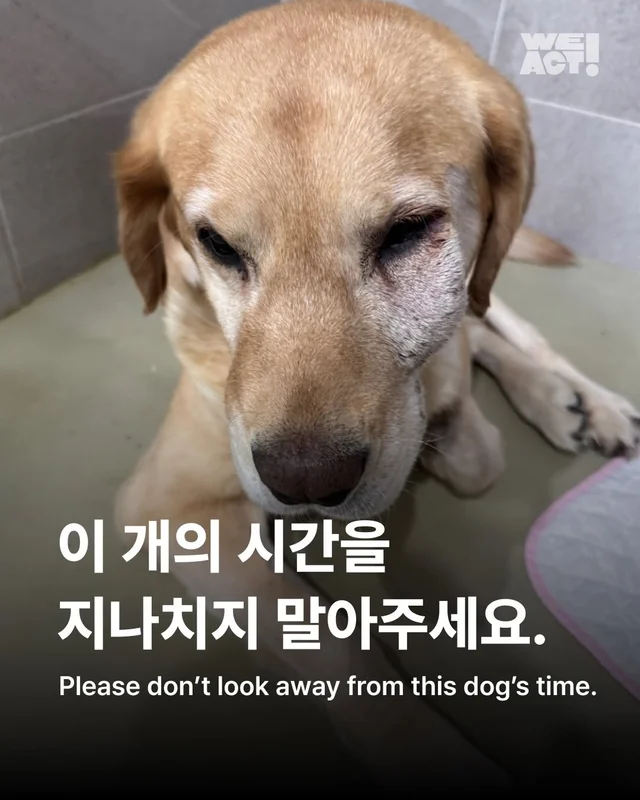 이 개의 시간을 지나치지 말아주세요. #위액트골든 현장 사진