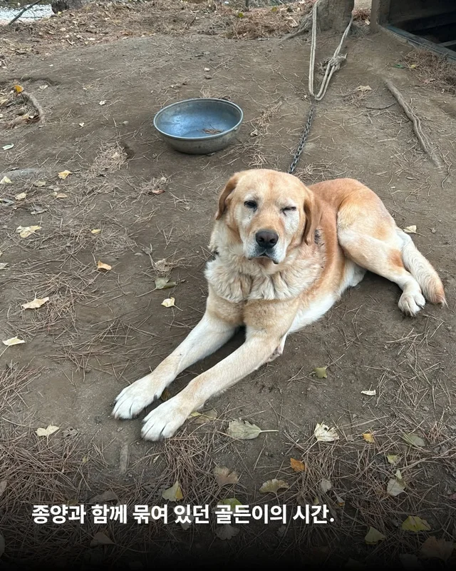 이 개의 시간을 지나치지 말아주세요. #위액트골든 현장 사진