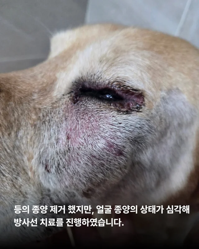 이 개의 시간을 지나치지 말아주세요. #위액트골든 현장 사진
