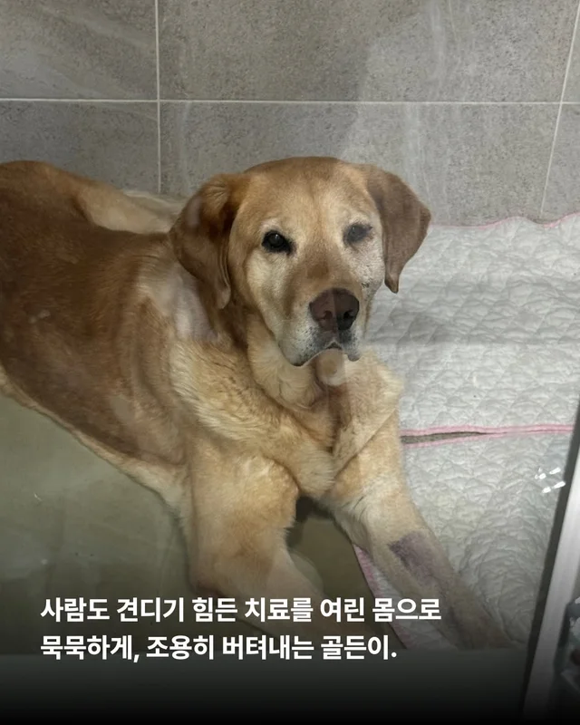 이 개의 시간을 지나치지 말아주세요. #위액트골든 현장 사진