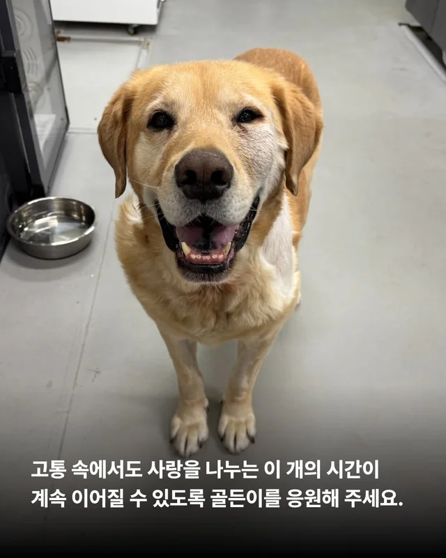 이 개의 시간을 지나치지 말아주세요. #위액트골든 현장 사진