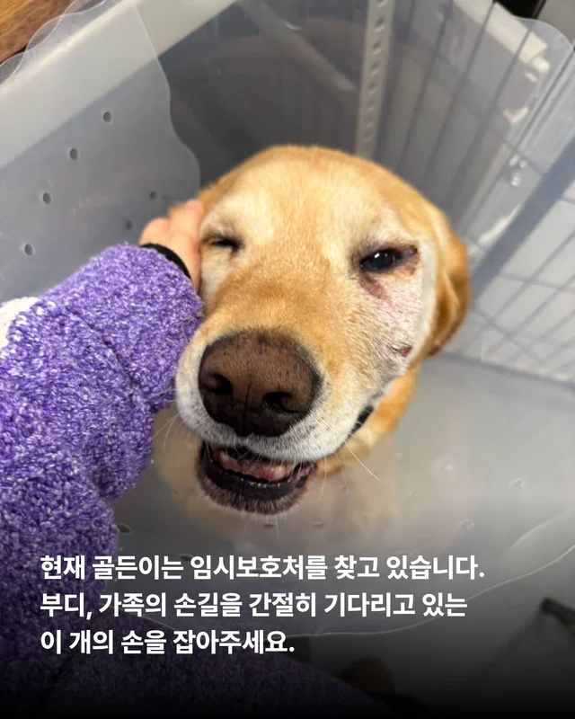 이 개의 시간을 지나치지 말아주세요. #위액트골든 현장 사진