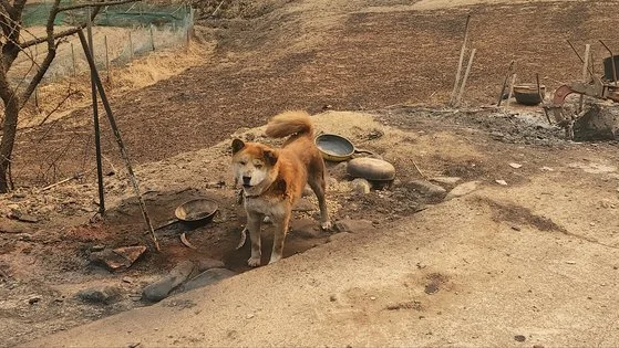 "자식같이 키웠는데…" 산불에 화상 입은 소, 결국 숨.. 보도 사진