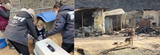 "자식같이 키웠는데…" 산불에 화상 입은 소, 결국 숨.. 보도 사진