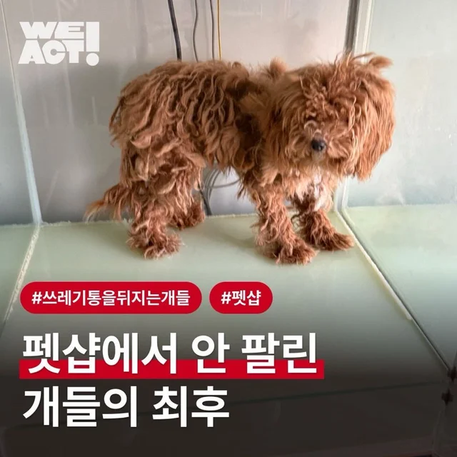 쓰레기통을 뒤지는 개들 현장 사진