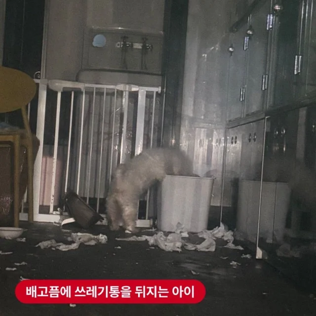 쓰레기통을 뒤지는 개들 현장 사진