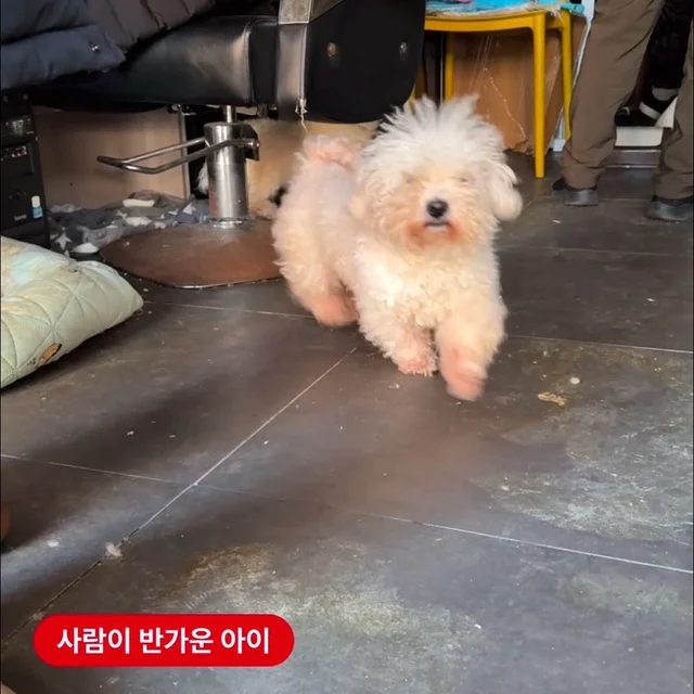 쓰레기통을 뒤지는 개들 현장 사진