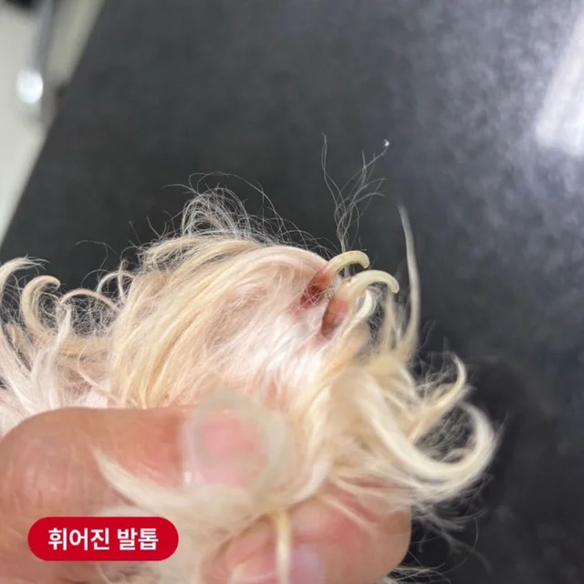 쓰레기통을 뒤지는 개들 현장 사진