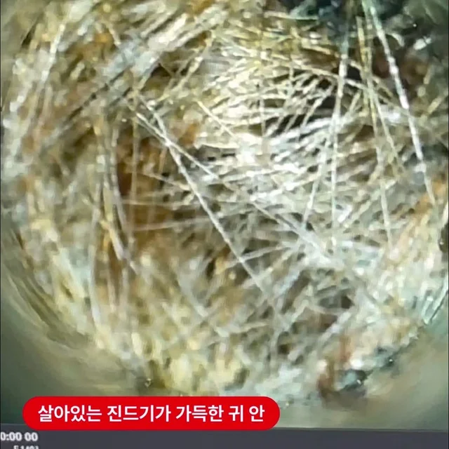 쓰레기통을 뒤지는 개들 현장 사진