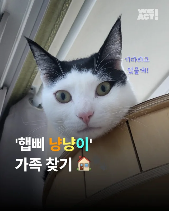 햅삐 냥이 가족찾기 현장 사진