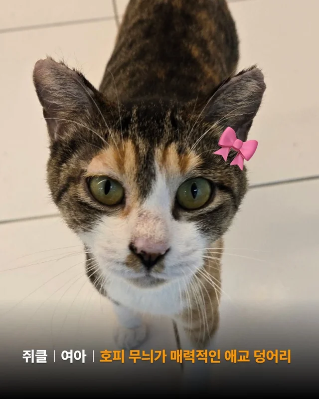 햅삐 냥이 가족찾기 현장 사진
