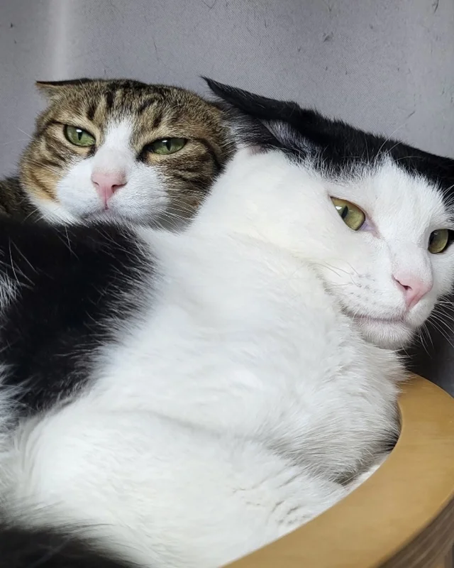 햅삐 냥이 가족찾기 현장 사진