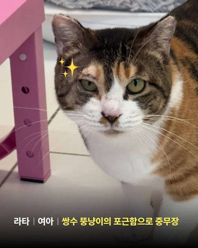 햅삐 냥이 가족찾기 현장 사진