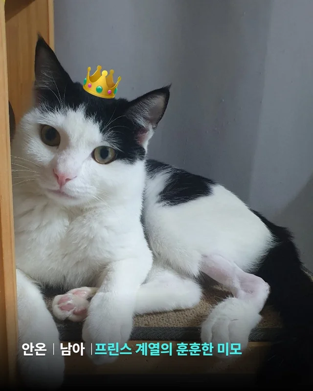 햅삐 냥이 가족찾기 현장 사진