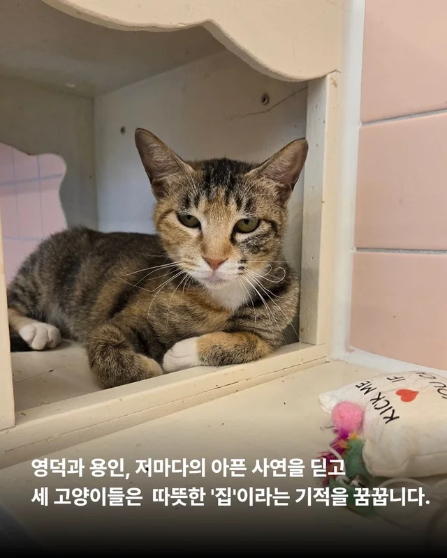 햅삐 냥이 가족찾기 현장 사진