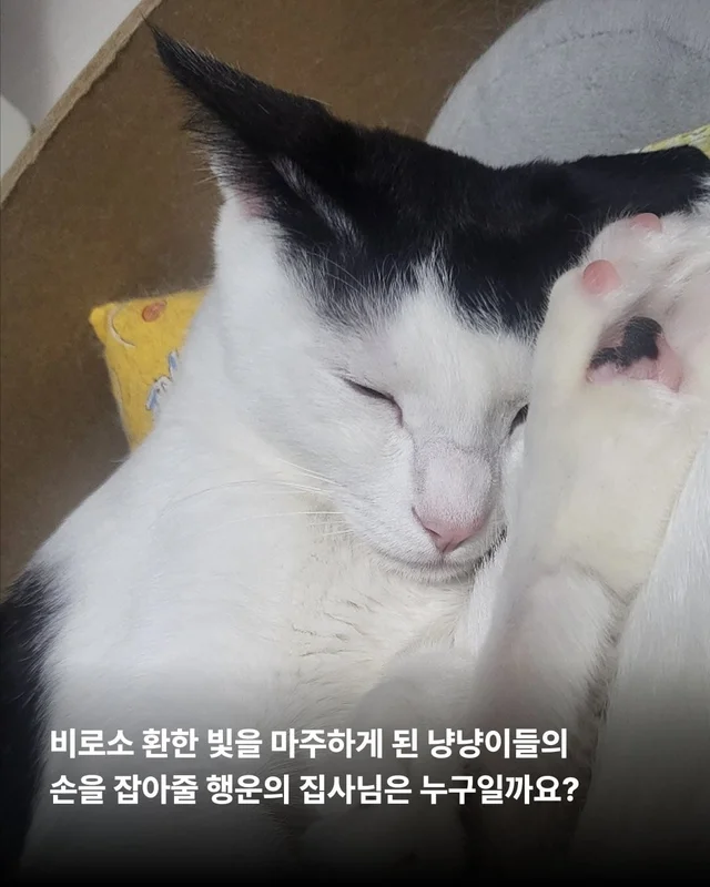 햅삐 냥이 가족찾기 현장 사진