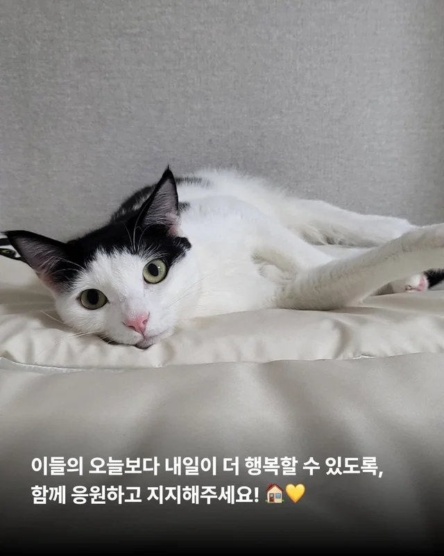 햅삐 냥이 가족찾기 현장 사진