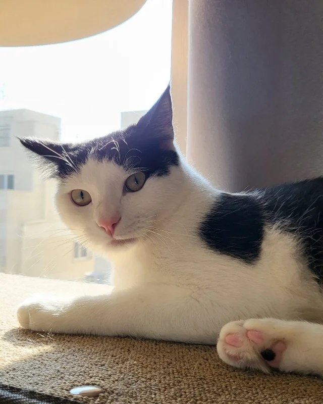 햅삐 냥이 가족찾기 현장 사진