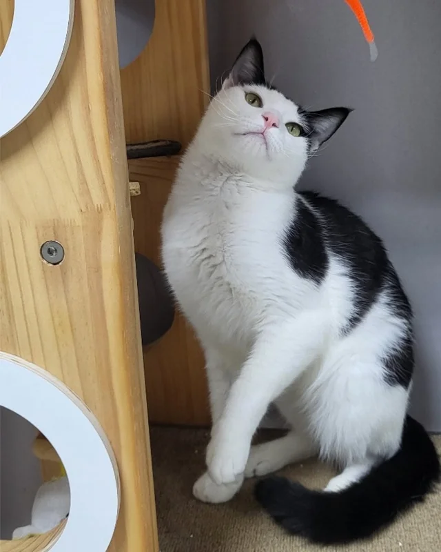 햅삐 냥이 가족찾기 현장 사진