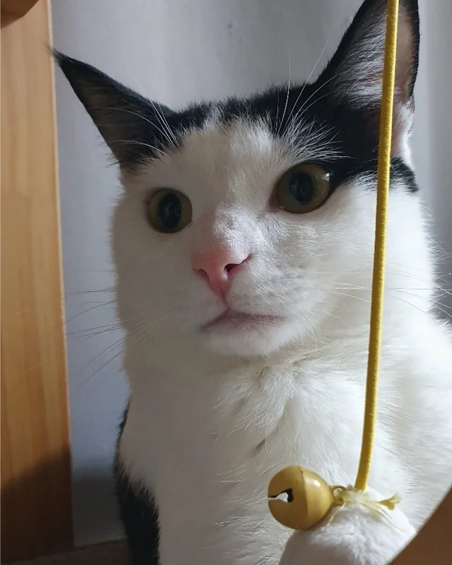 햅삐 냥이 가족찾기 현장 사진