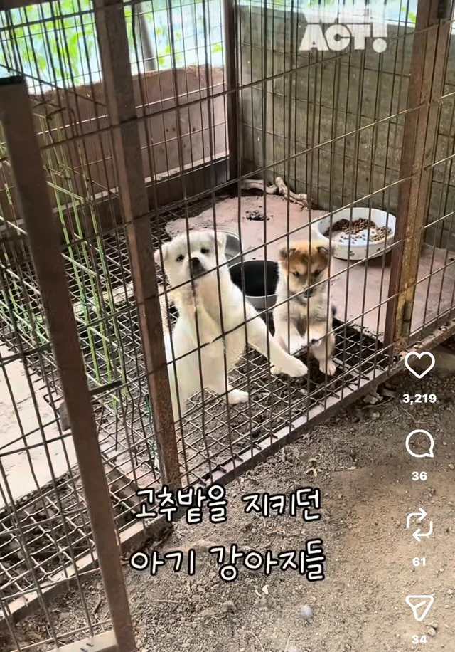 밤톨, 설기 입양 후기 현장 사진