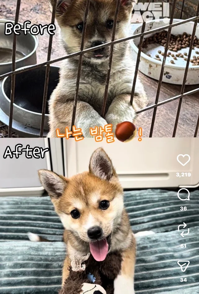 밤톨, 설기 입양 후기 현장 사진