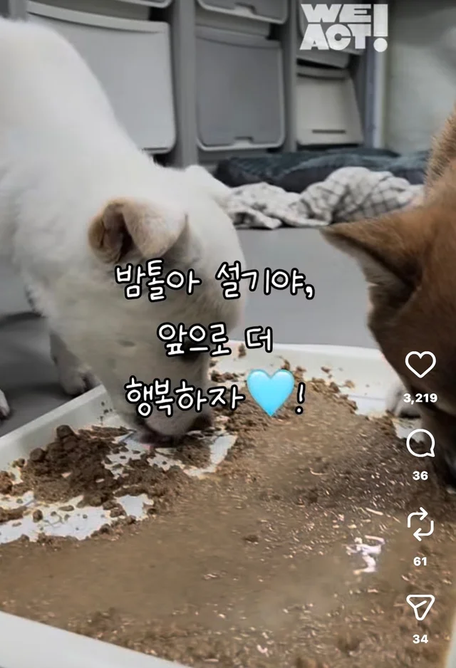 밤톨, 설기 입양 후기 현장 사진