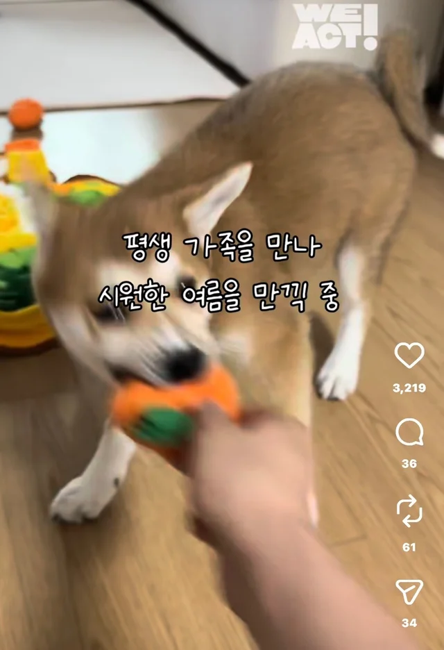 밤톨, 설기 입양 후기 현장 사진