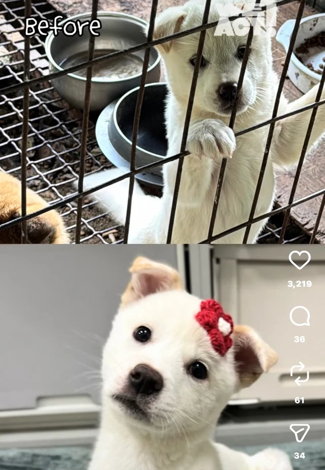 밤톨, 설기 입양 후기 현장 사진