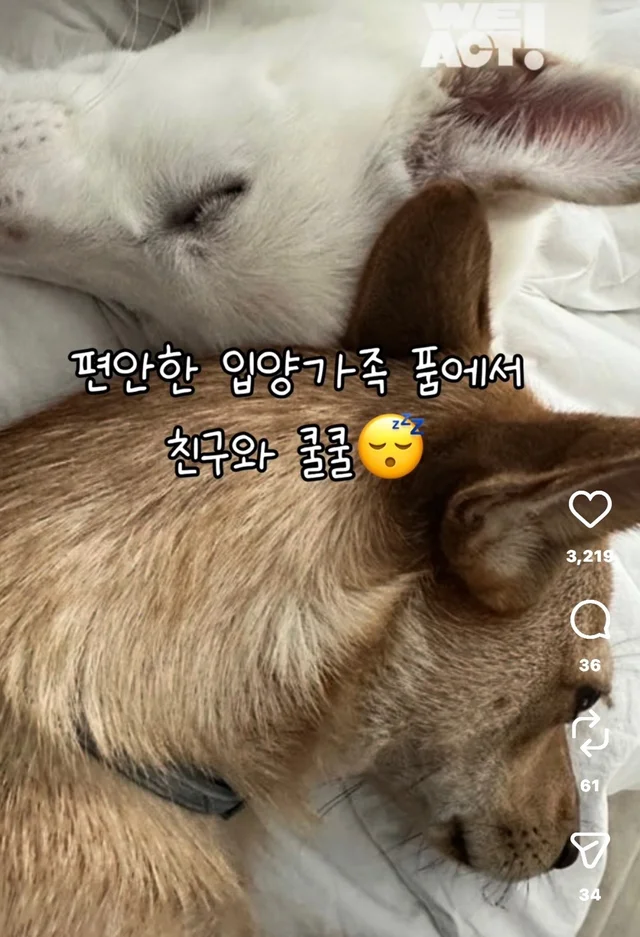밤톨, 설기 입양 후기 현장 사진