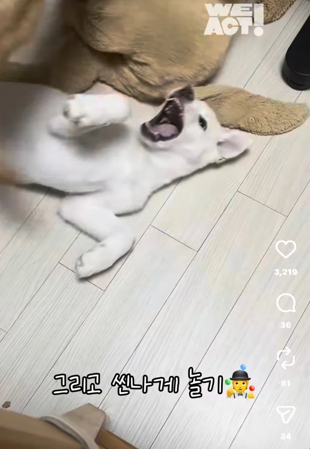 밤톨, 설기 입양 후기 현장 사진